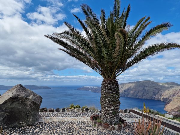 A caldera-rim viewpoint with a palm tree framing the wide sweep of sea and cliffs toward the north of the island